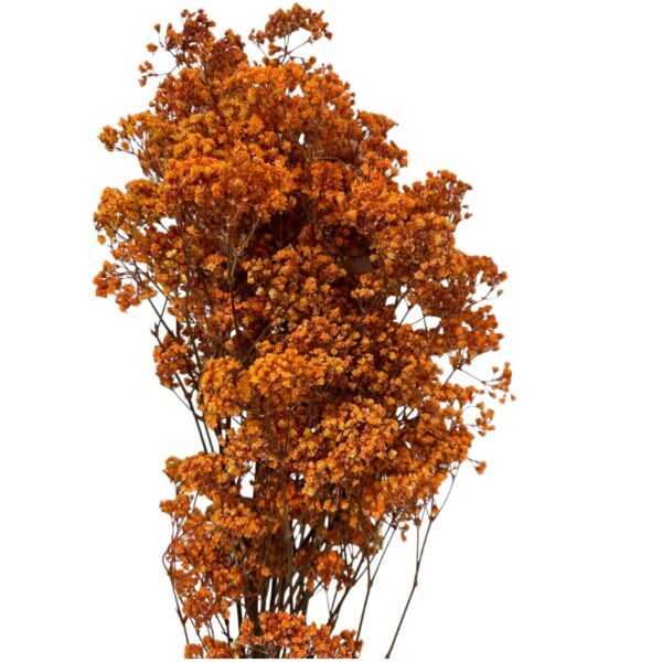 Preserved salmon Gypsophila MillionDaisy