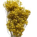 Preserved yellow Gypsophila