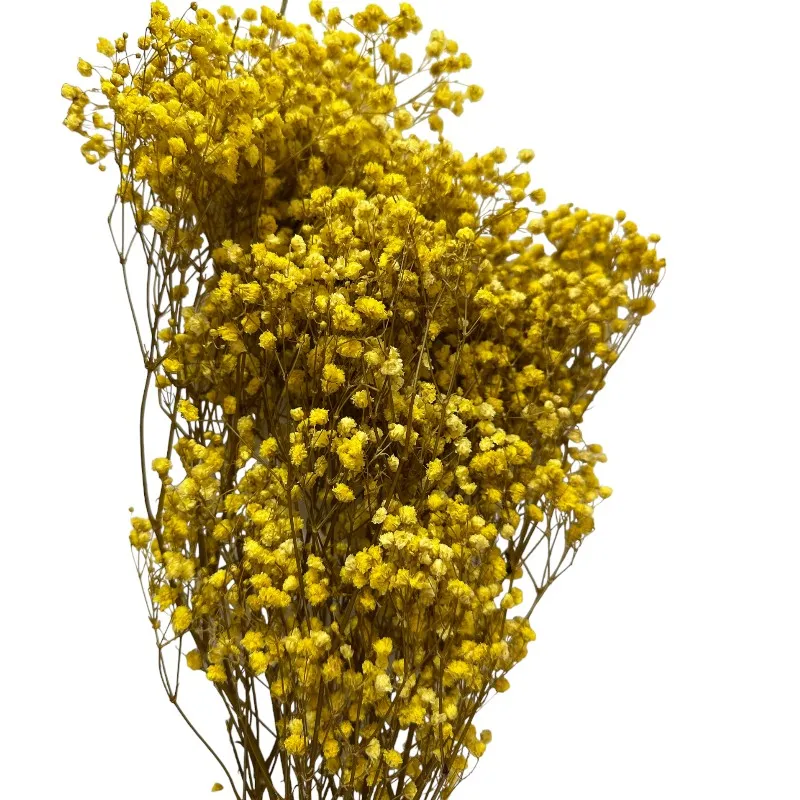 Preserved yellow Gypsophila