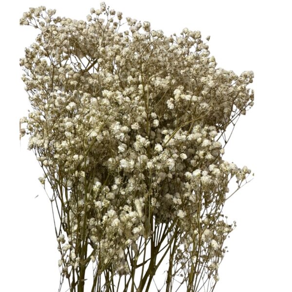 Preserved natural Gypsophila