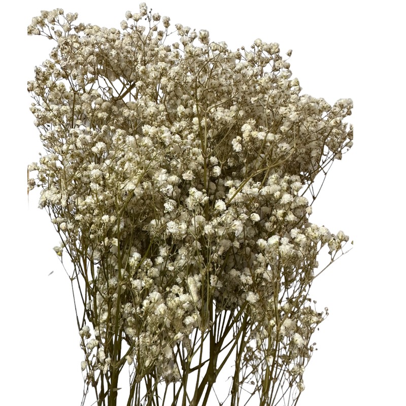 Preserved natural Gypsophila