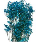 Preserved blue Gypsophila