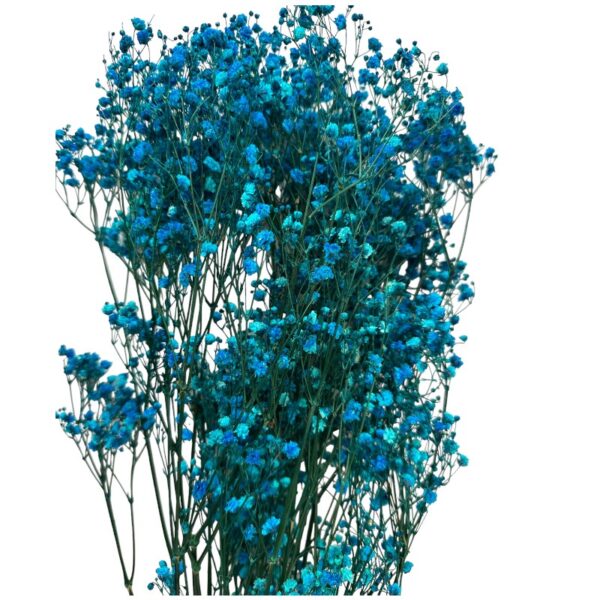 Preserved blue Gypsophila