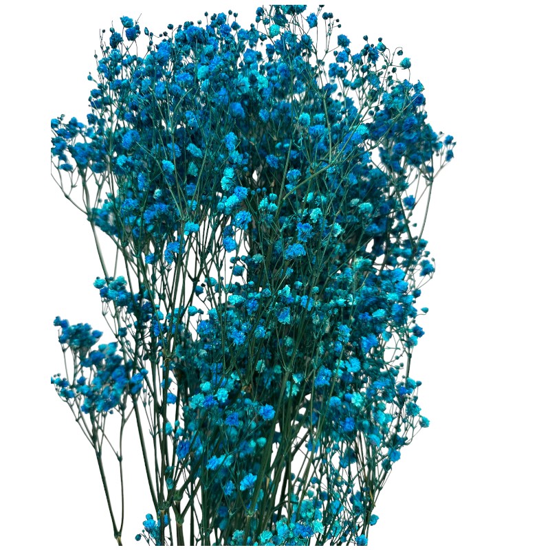 Preserved blue Gypsophila
