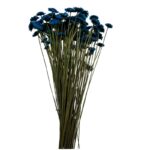 Dry blue Margaret - Image 2