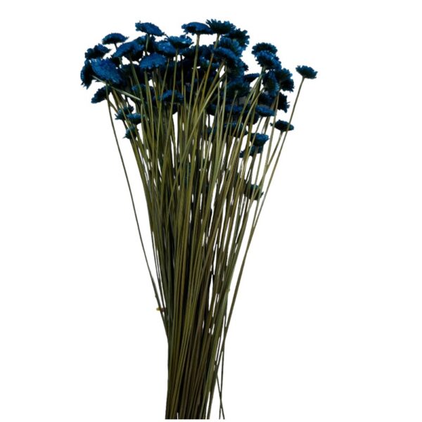 Dry blue Margaret - Image 2