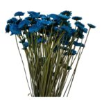 Dry blue Margaret