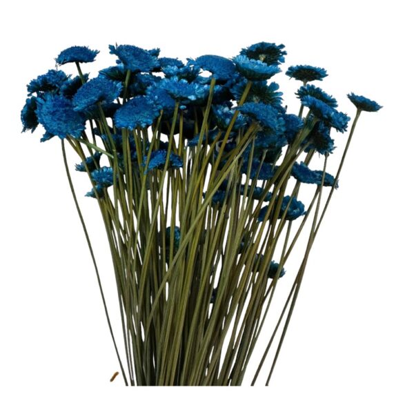 Dry blue Margaret