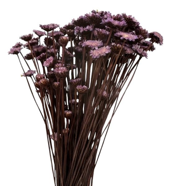 Dry lavender color Margaret - Image 3