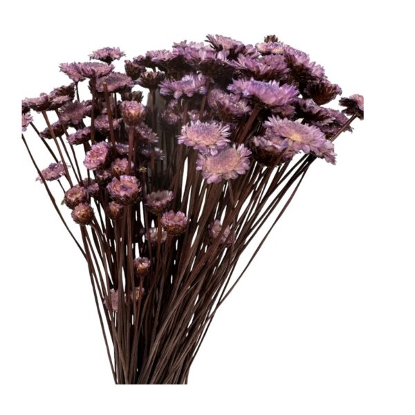Dry lavender color Margaret - Image 2