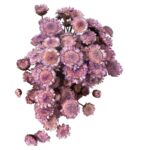 Dry lavender color Margaret