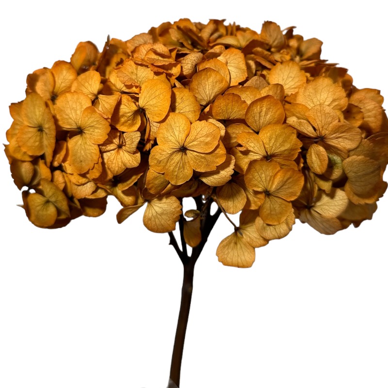 Preserved Hydrangea old orange