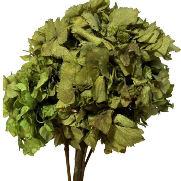 Dry Hydrangea old green - Image 2
