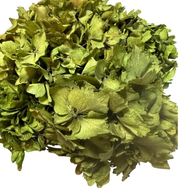 Dry Hydrangea old green