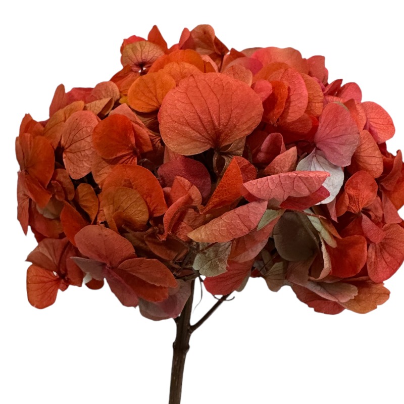 Dry Hydrangea bicolor orange 1 stem