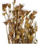 Dry natural Nigella Orientalis