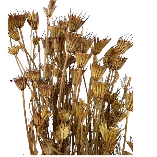Dry natural Nigella Orientalis