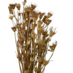 Dry natural Nigella Orientalis - Image 2