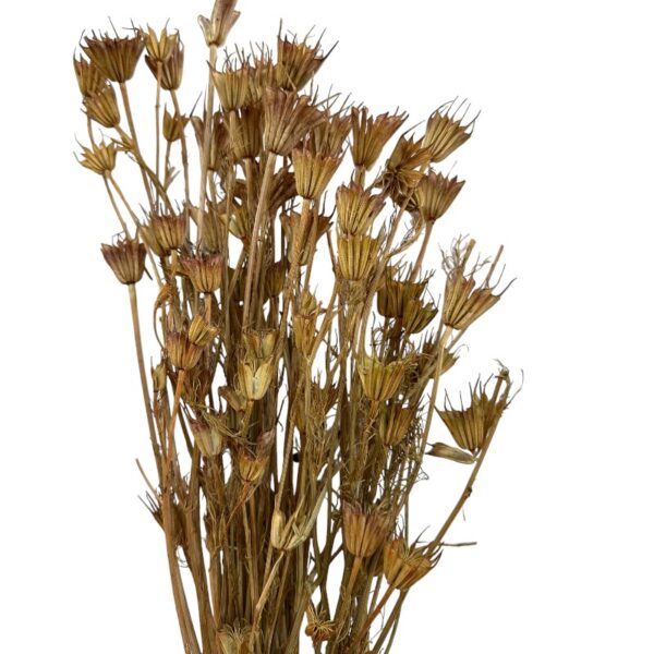 Dry natural Nigella Orientalis - Image 2