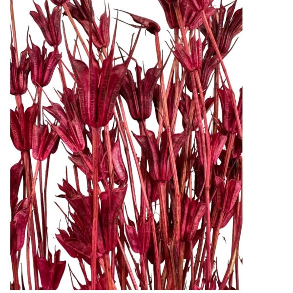 Dry fuchsia Nigella Orientalis
