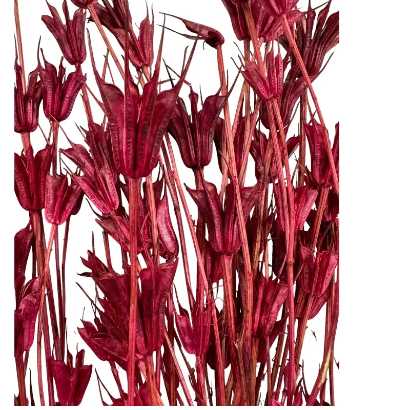 Dry fuchsia Nigella Orientalis