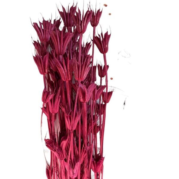 Dry fuchsia Nigella Orientalis - Image 2
