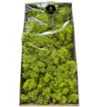 Preserved Finnish moss Pistachio - Image 3