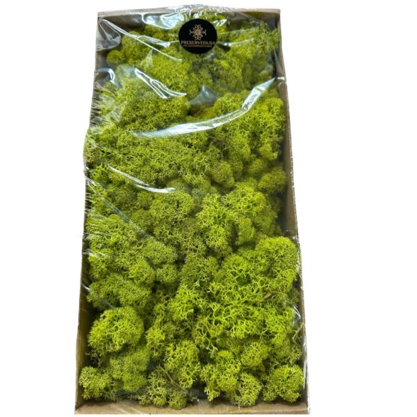 Preserved Finnish moss Pistachio - Image 3
