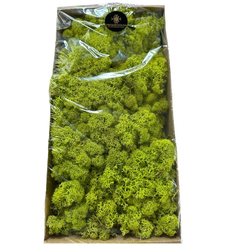 Preserved Finnish moss Pistachio - Image 3