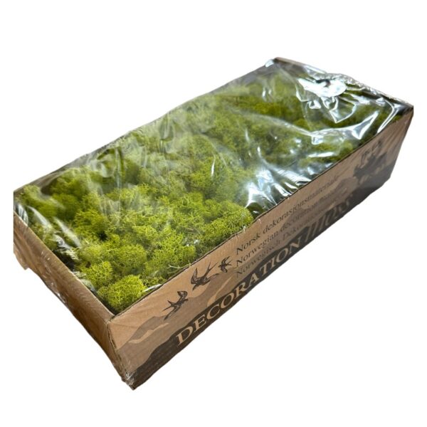 Preserved Finnish moss Pistachio - Image 2