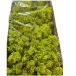 Preserved Finnish moss Pistachio