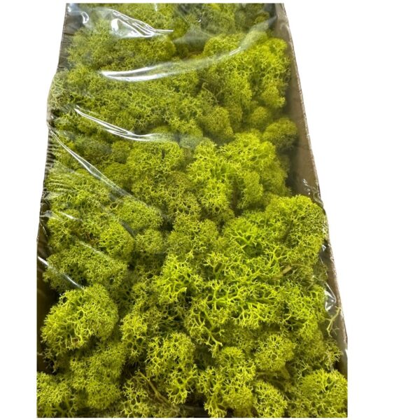 Preserved Finnish moss Pistachio