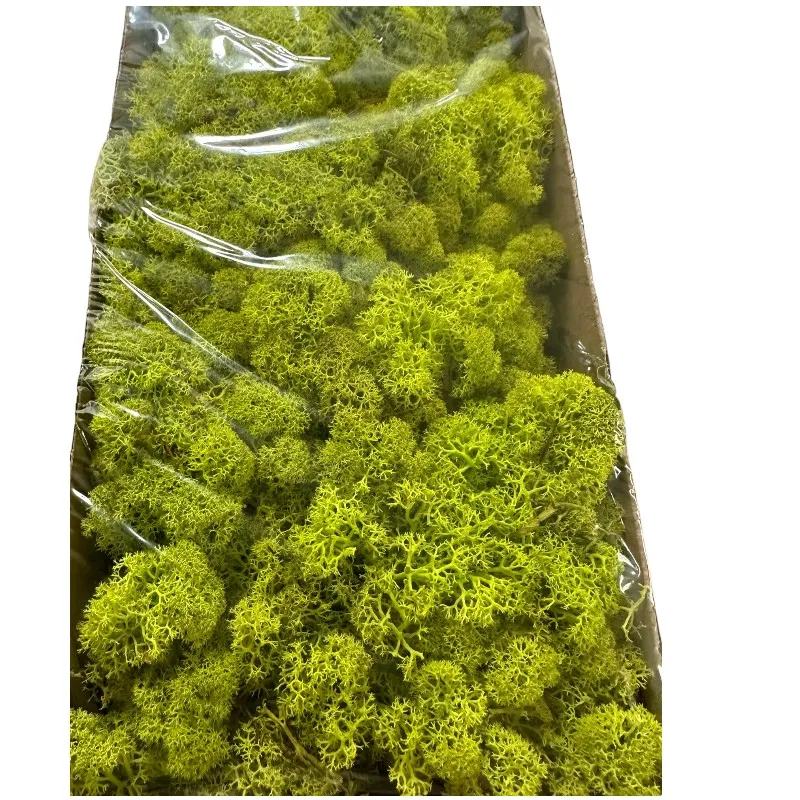 Preserved Finnish moss Pistachio