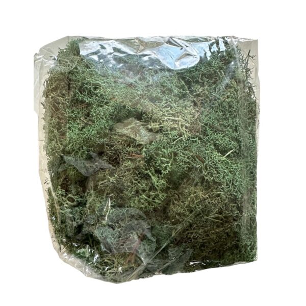 Preserved bag Icelandic moss green