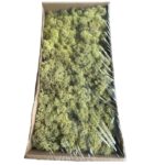 Preserved box Finnish mint green