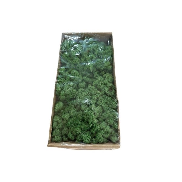 Preserved Finnishmoss Grass green - Image 3