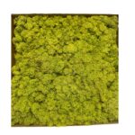 1kg Reinder moss Canopy