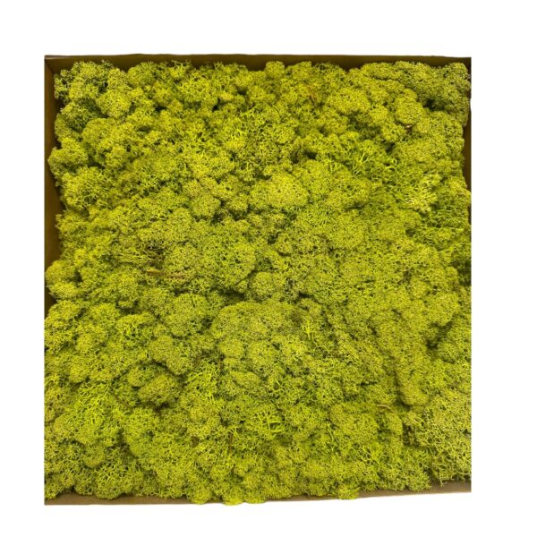 1kg Reinder moss Canopy