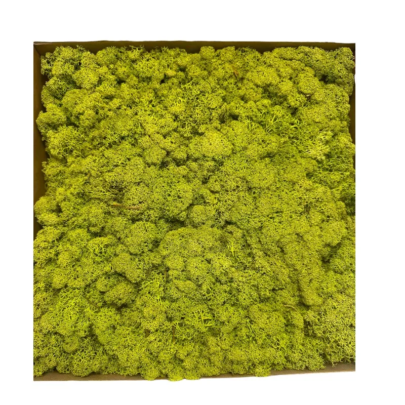 1kg Reinder moss Canopy