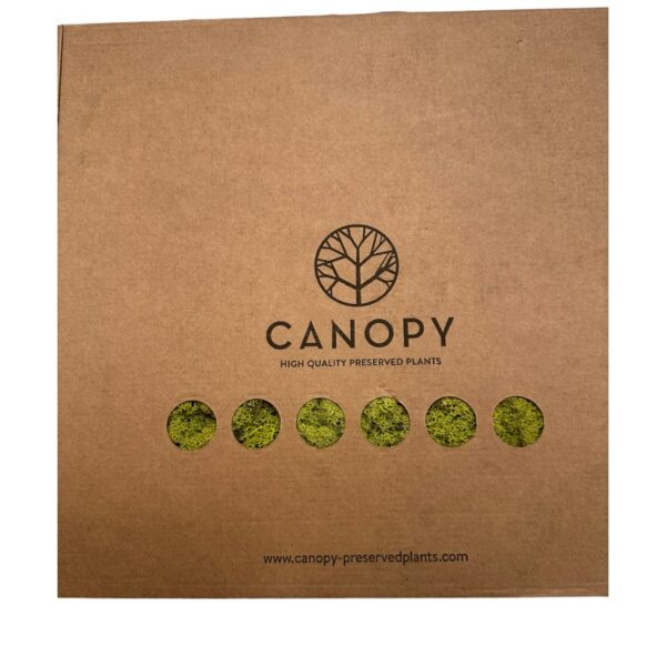 1kg Reinder moss Canopy - Image 2