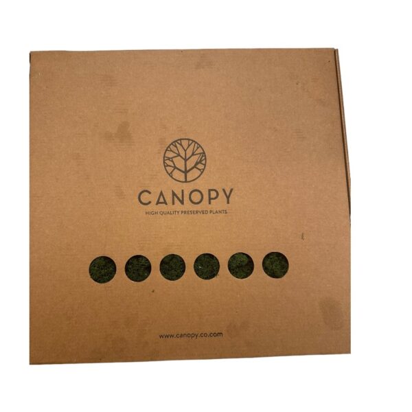 Preserved 1 kg box Reinder moss CANOPY, Forest green - Image 2