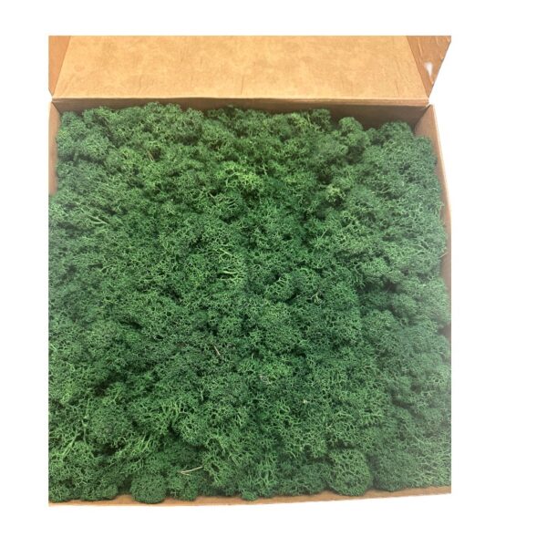 Preserved 1 kg box Reinder moss CANOPY, Forest green