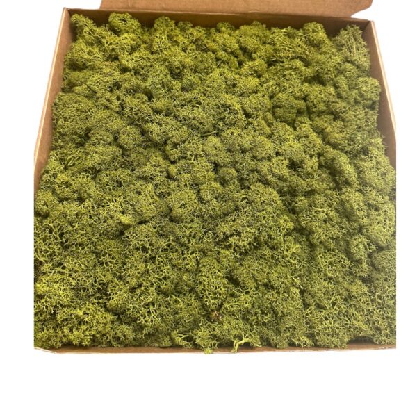 Preserved 1 kg box Reinder moss CANOPY, Medium green