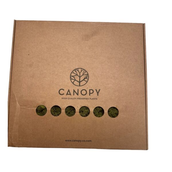 Preserved 1 kg box Reinder moss CANOPY, Medium green - Image 2