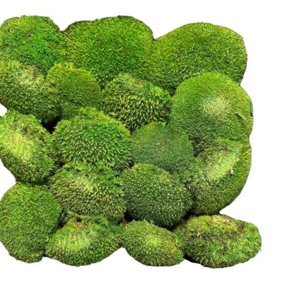 Preserved moss ball Canopy