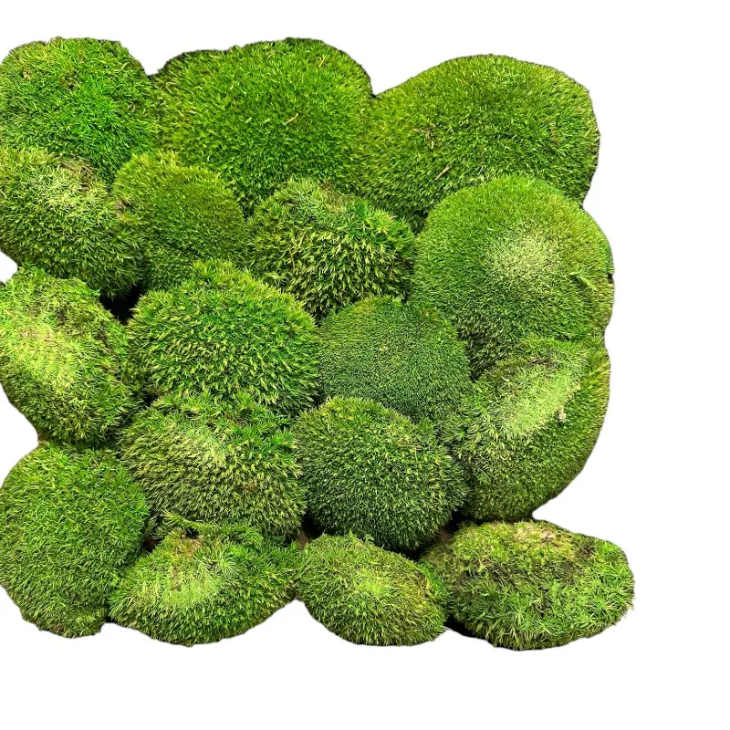 Preserved moss ball Canopy
