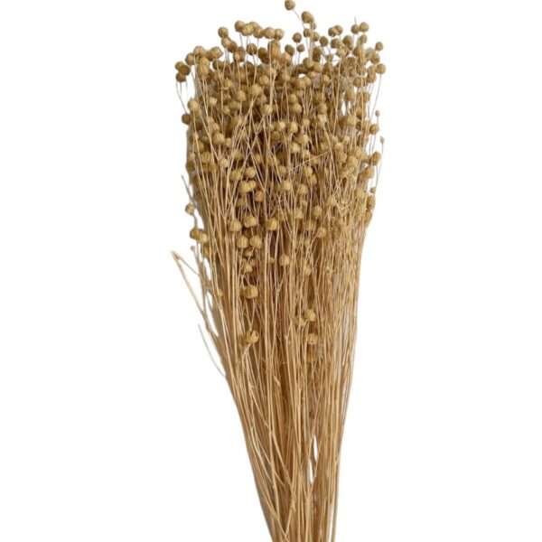 Dry white Linum - Image 2