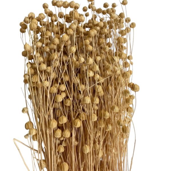 Dry white Linum