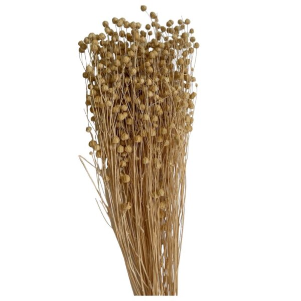 Dry white Linum - Image 3