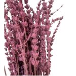 Dry lavender Fuchsia